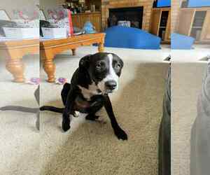 Border Collie-Unknown Mix Dogs for adoption in Dallas, TX, USA