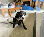 Small Border Collie Mix