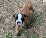 Puppy Watson Olde English Bulldogge
