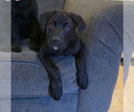 Small #1 Labrador Retriever Mix