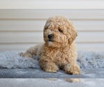 Small #4 Poodle (Miniature)