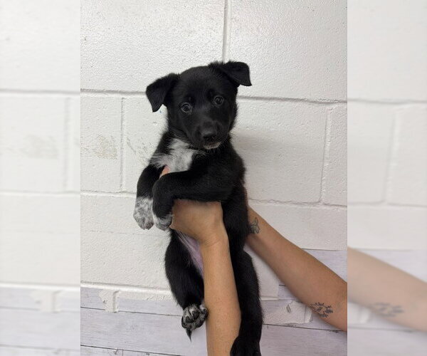 Medium Photo #1 German Shepherd Dog Puppy For Sale in San Bernardino, CA, USA