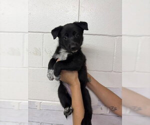 German Shepherd Dog Dogs for adoption in San Bernardino, CA, USA