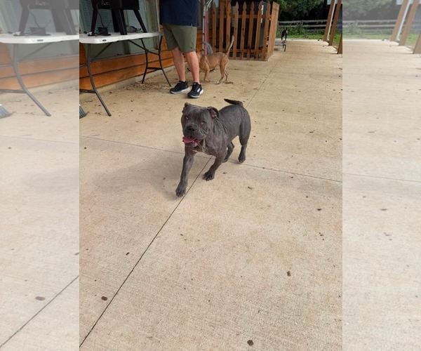 Medium Photo #7 Mutt Puppy For Sale in Germantown, OH, USA