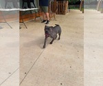 Small #6 Mutt