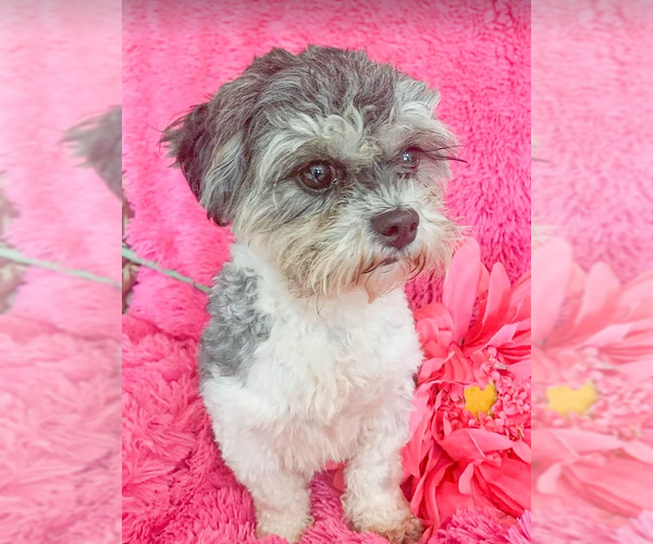 Medium Photo #3 Shih Tzu-Unknown Mix Puppy For Sale in Cranston, RI, USA
