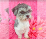Small #2 Shih Tzu Mix