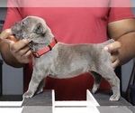 Litter of 8 - Male(s) and Female(s) Cane CorsoLitter of Puppies for Sale - Photo #14