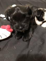 Shih-Poo Puppy for sale in PENSACOLA, FL, USA