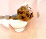 Small Photo #11 Poodle (Toy) Puppy For Sale in DELRAY BEACH, FL, USA