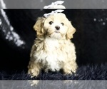 Small #2 Maltipoo
