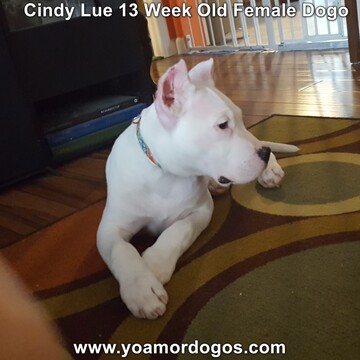 Medium Photo #182 Dogo Argentino Puppy For Sale in PINEVILLE, MO, USA