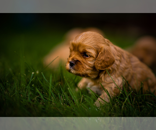 Medium Photo #2 Cavapoo Puppy For Sale in CONCORD, IN, USA