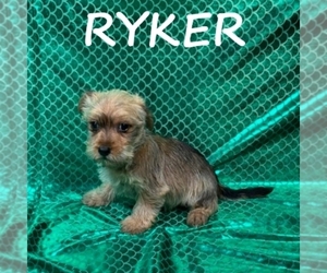 Snorkie Puppy for sale in HARTLAND, MN, USA