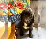 Small Photo #2 Bernedoodle-Labradoodle Mix Puppy For Sale in ELLIJAY, GA, USA