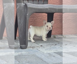French Bulldog Puppy for sale in NORTH PORT, FL, USA