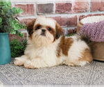 Small #2 Shih Tzu