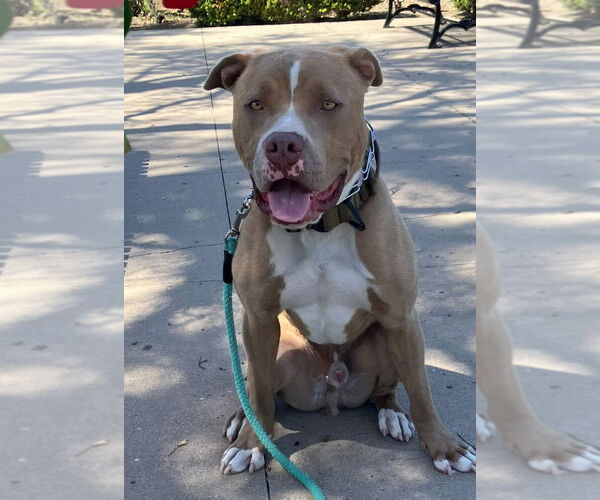 Medium Photo #27 American Staffordshire Terrier-Unknown Mix Puppy For Sale in Lake Forest, CA, USA