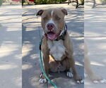 Small #26 American Staffordshire Terrier Mix