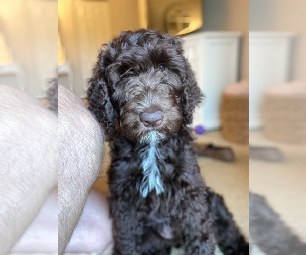 Medium Photo #1 Labradoodle Puppy For Sale in MIDDLETOWN, DE, USA