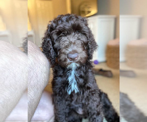Labradoodle Puppy for sale in MIDDLETOWN, DE, USA