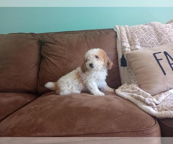 Medium Photo #5 Aussie-Poo Puppy For Sale in HOLMESVILLE, OH, USA