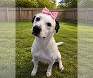 Mutt Dogs for adoption in Sistersville, WV, USA