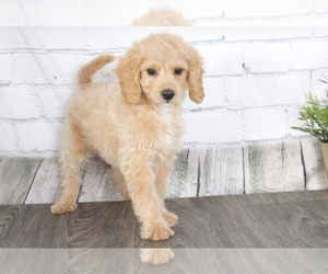 Goldendoodle (Miniature) Puppy for sale in RED LION, PA, USA
