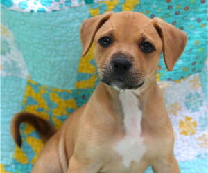 Mutt Dogs for adoption in Wakefield, RI, USA