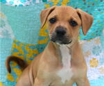 Small Mutt
