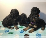 Small Photo #16 Poodle (Standard) Puppy For Sale in ELMWOOD, WI, USA
