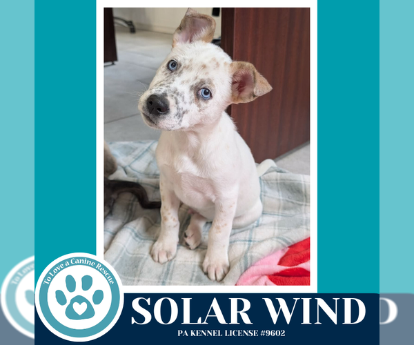 Medium Photo #3 Siberian Husky-Unknown Mix Puppy For Sale in Kimberton, PA, USA