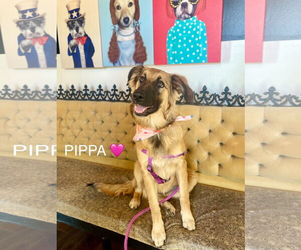 Medium Photo #2 Mutt Puppy For Sale in Rockaway, NJ, USA