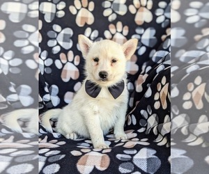 Pomsky Puppy for sale in EPHRATA, PA, USA