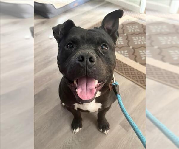 Medium Photo #3 Mutt Puppy For Sale in Woodland, CA, USA