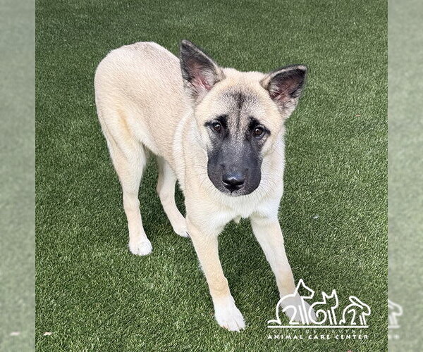 Medium Photo #1 Akita-German Shepherd Dog Mix Puppy For Sale in Irvine, CA, USA