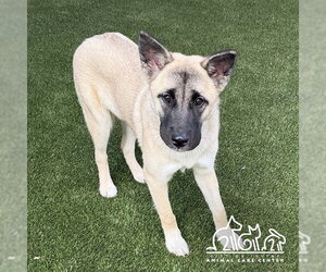 Akita-German Shepherd Dog Mix Dogs for adoption in Irvine, CA, USA