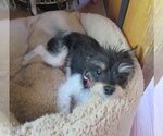 Small Photo #14 Italian Greyhuahua Puppy For Sale in Apple Valley, CA, USA