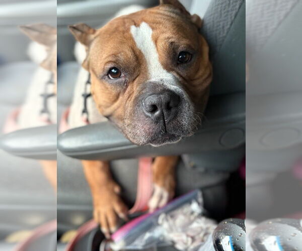 Medium Photo #4 Mutt Puppy For Sale in Mooresville, NC, USA