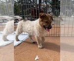 Puppy 2 Australian Cattle Dog-Border Collie Mix