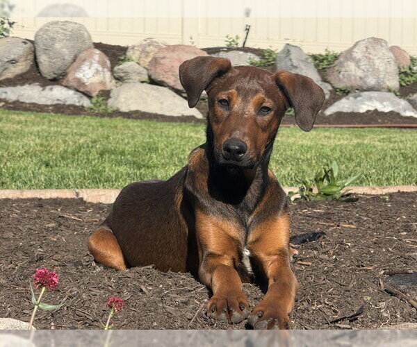 Medium Photo #1 Doberman Pinscher-Unknown Mix Puppy For Sale in Sandy, UT, USA