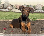 Small Doberman Pinscher Mix