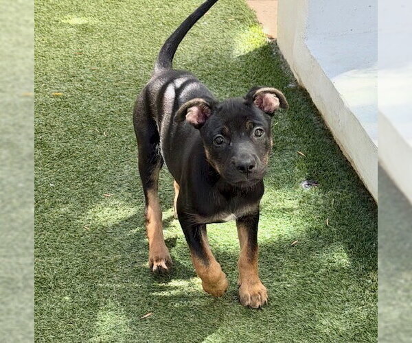 Medium Photo #2 German Shepherd Dog-Unknown Mix Puppy For Sale in San Juan Capistrano, CA, USA