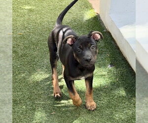 Avalon - Female German Shepherd Dog-Unknown Mix Dog for Adoption - Photo #2