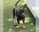 Small #1 German Shepherd Dog Mix