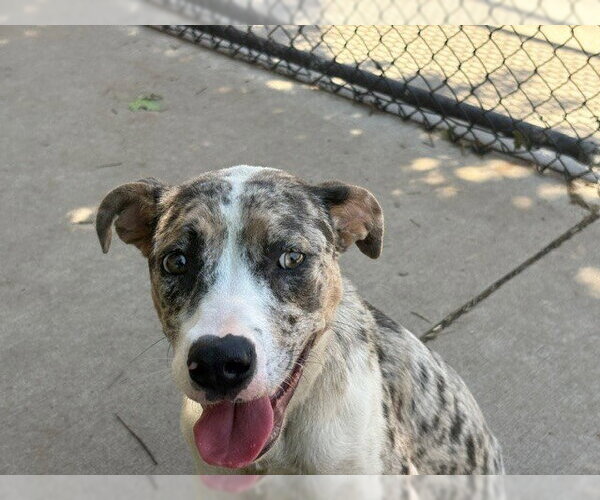 Medium Photo #2 Catahoula Leopard Dog-Unknown Mix Puppy For Sale in Tulsa, OK, USA
