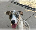 Small #1 Catahoula Leopard Dog Mix