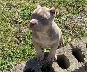 American Bully Puppy for sale in PITTSBURGH, PA, USA