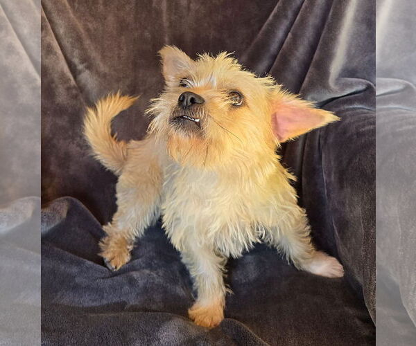 Medium Photo #3 Pugairn Puppy For Sale in Albuquerque, NM, USA