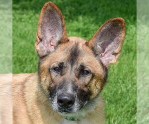 Anatolian Shepherd-German Shepherd Dog Mix Dogs for adoption in Huntley, IL, USA